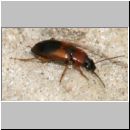 Stenolophus teutonus - Bunter Schnellkaefer 01 7mm.jpg